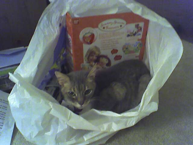 Jasper in a shopping bag