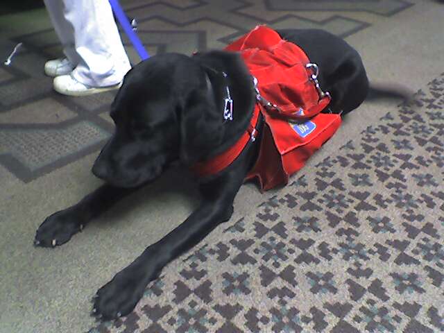 Working dog at the airport