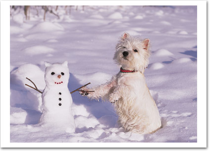 Westie with a snowman